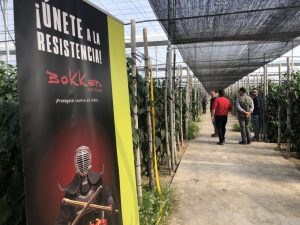 syngenta pimiento bokken