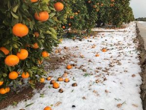 Cítricos con granizo en Tavernes de la Valldigna
