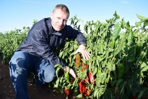 Henry con pimiento de industria