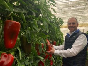 luis twose invernadero pimiento barden