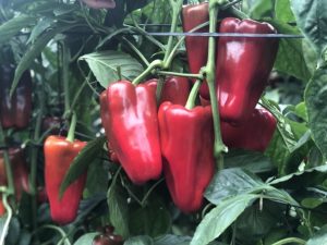 pimiento lamuyo Barden seminis bayer