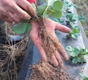 Vellsam root plus green fresa