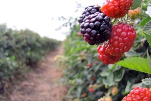 berries aneberries méxico