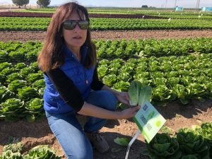 syngenta saladsevolution 2020