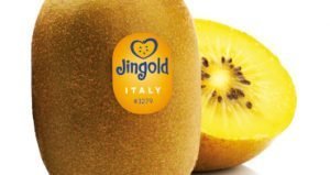 Jingold