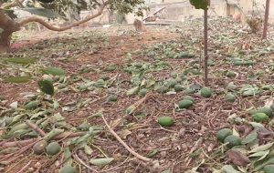 aguacate canarias temporal