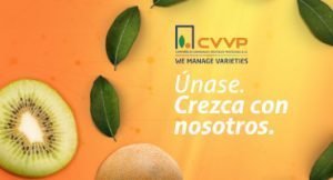 CVVP