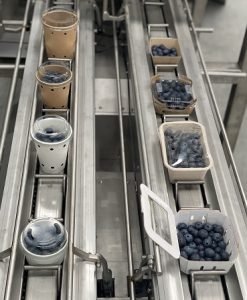 induser envasadora arandanos