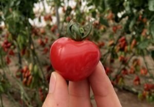 semillas fito tomate nippo tomato experience