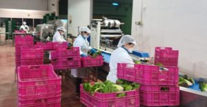 proexport coronavirus reduccion-plantillas