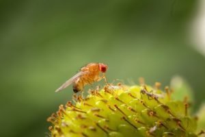 Drosophila suzukii_Koppert berries