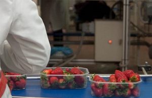 Trabajo Fresa GR cooperativas agro