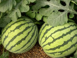 SANDIA
