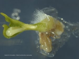 agrointec haploides berenjena