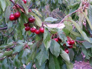 cereza