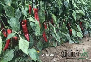 Orion_Via_NDP_Viagro