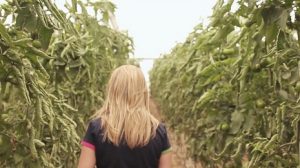 COITAAL CAMPO AGRICULTURA INVERNADERO