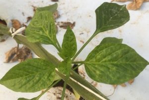 efectos tomato brown hoja