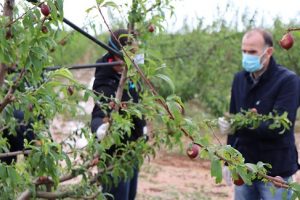 extremadura fruta hueso Granizada