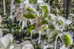 VOG HIELO MANZANA