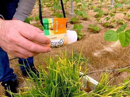 koppert SUELTAS-APHIPAR