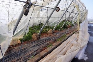 Seguros agrarios-Daños invernaderos