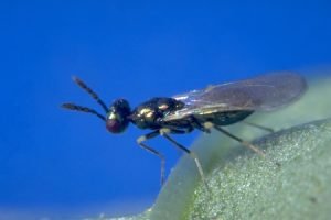 Diglyphus isaea_Koppert