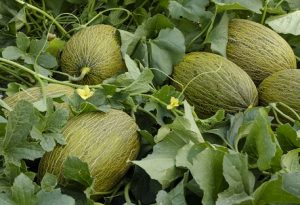 Graciano melón syngenta