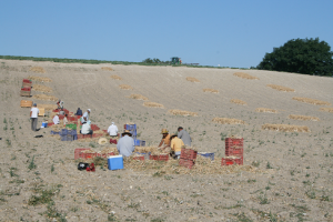 campaña ajo agricultures finca