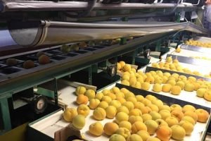 tics4fruit.com Identificar-los-daños-en-frutas-en-el-último-eslabón-de-la-cadena