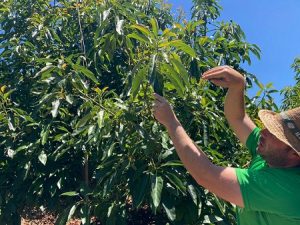 Cultivos Ecoculture