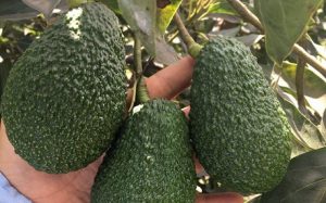 Aguacates - agroatlas