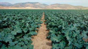 pib-agrícola