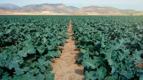 pib-agrícola