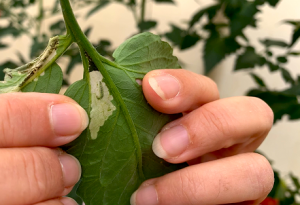 KOPPERT-LARVA-TUTA-TOMATE