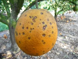 mancha negra citricos foto asaja malaga
