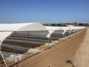 ROBUXTA WHITE_Policoro_Italy_Raspberry arrigoni