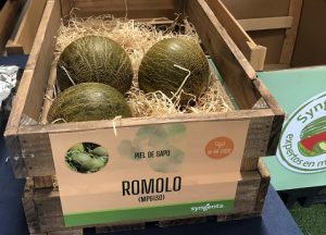 VARIEDAD MELON ROMOLO SYNGENTA