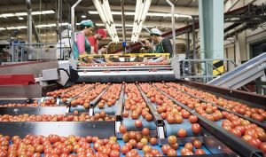 cooperativa manipulado tomate Industria Agro manipuladoras