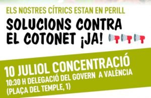 cotonet