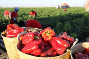 pimiento campo mercadona RAMAFRUT