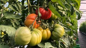 tomate monterosa semillas fito