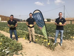 seminis melon week campo