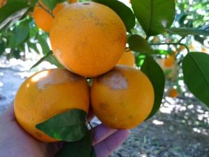 trip orquidea en cítricos ava asaja
