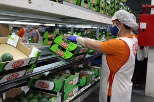 trops trabajadora aguacate