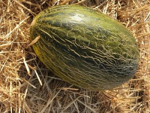 BASF NUNHEMS_melón piel sapo Envero