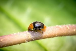 Cryptolaemus montrouzieri-Koppert