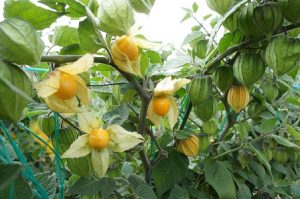 physalis goldenberry proecuador