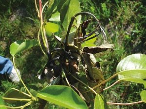 kimitec proyecto horizon 2020 fuego bacteriano