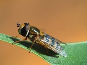 Biobest Eupeodes corolla adult female